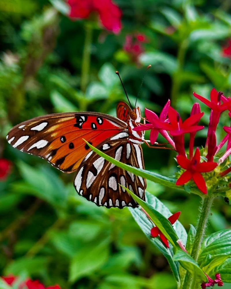 Butterflies