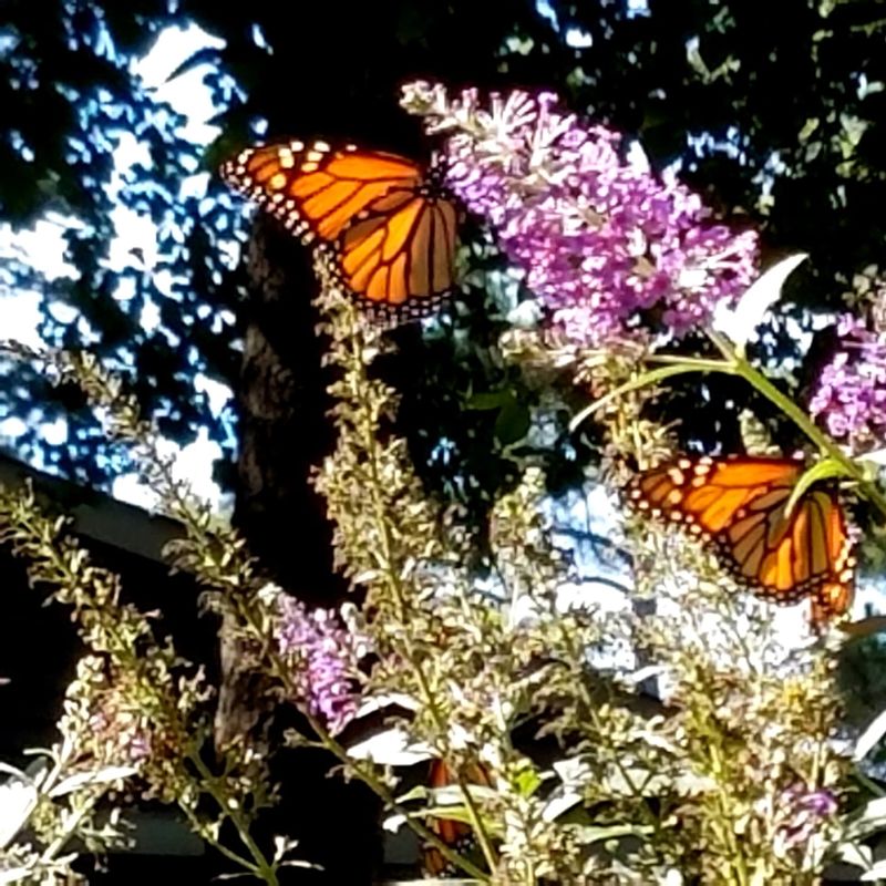 Butterfly Bush