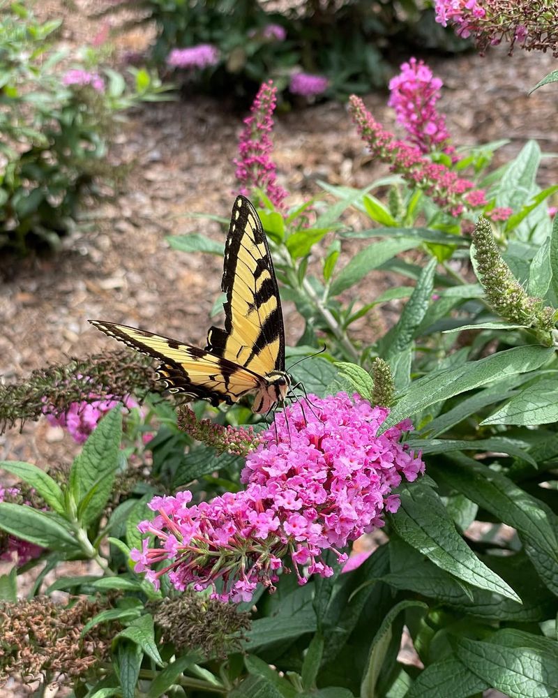 Butterfly Bush