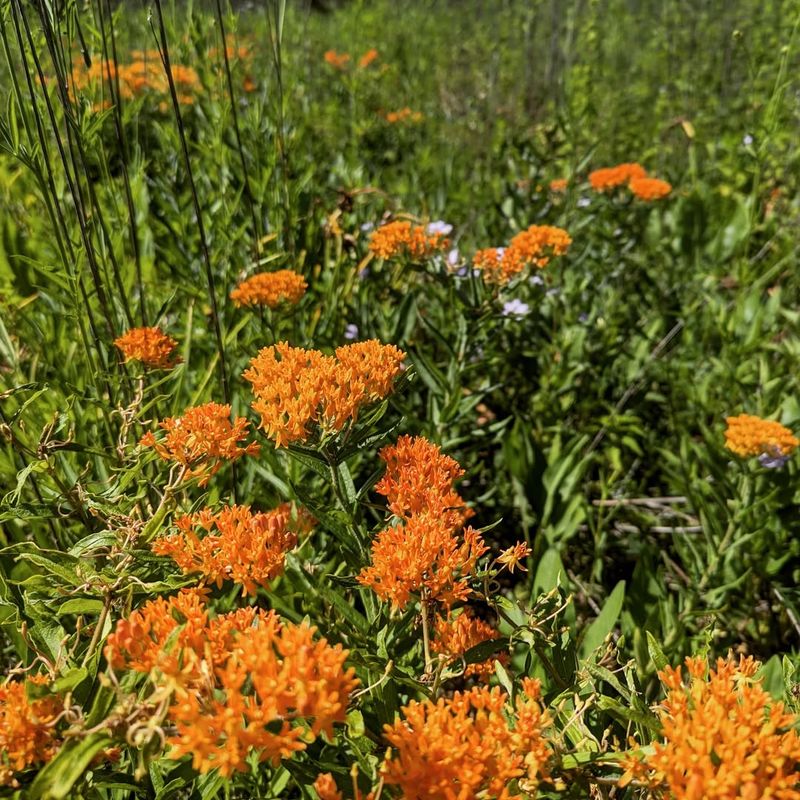 Butterfly Bush