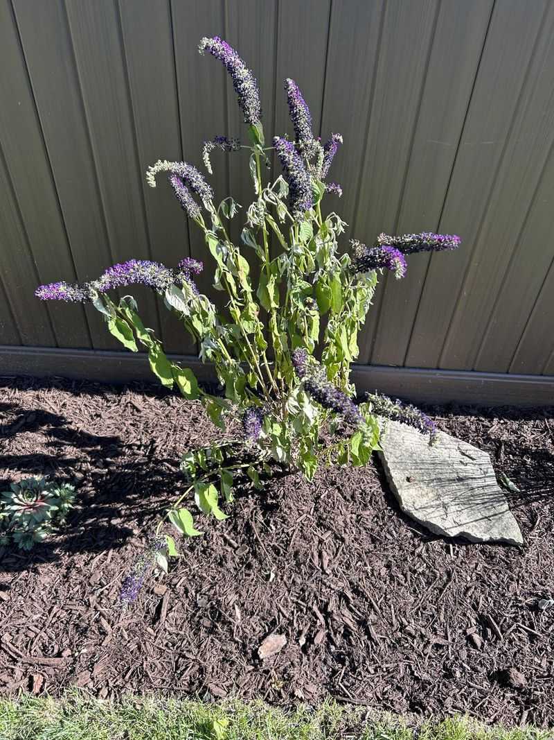 Butterfly Bush