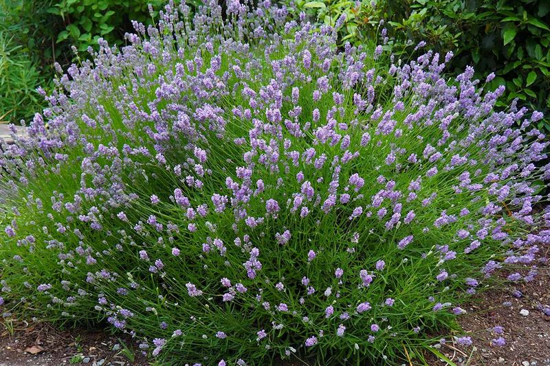 Lavender (large varieties)