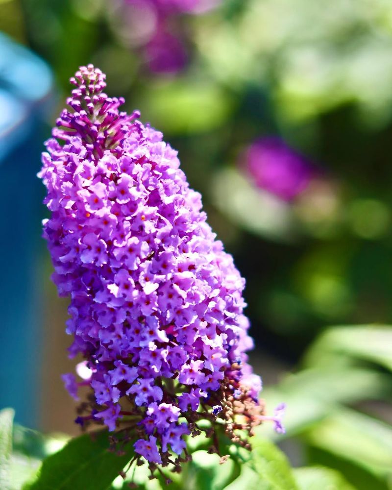 Butterfly Bush