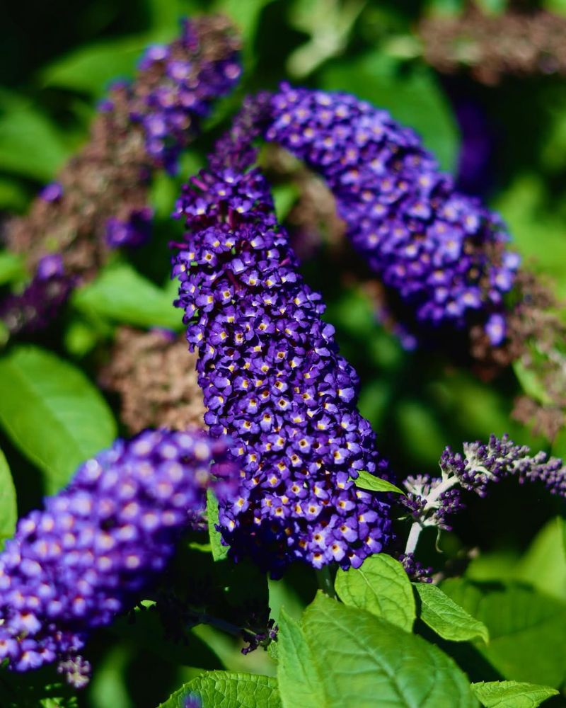 Butterfly Bush