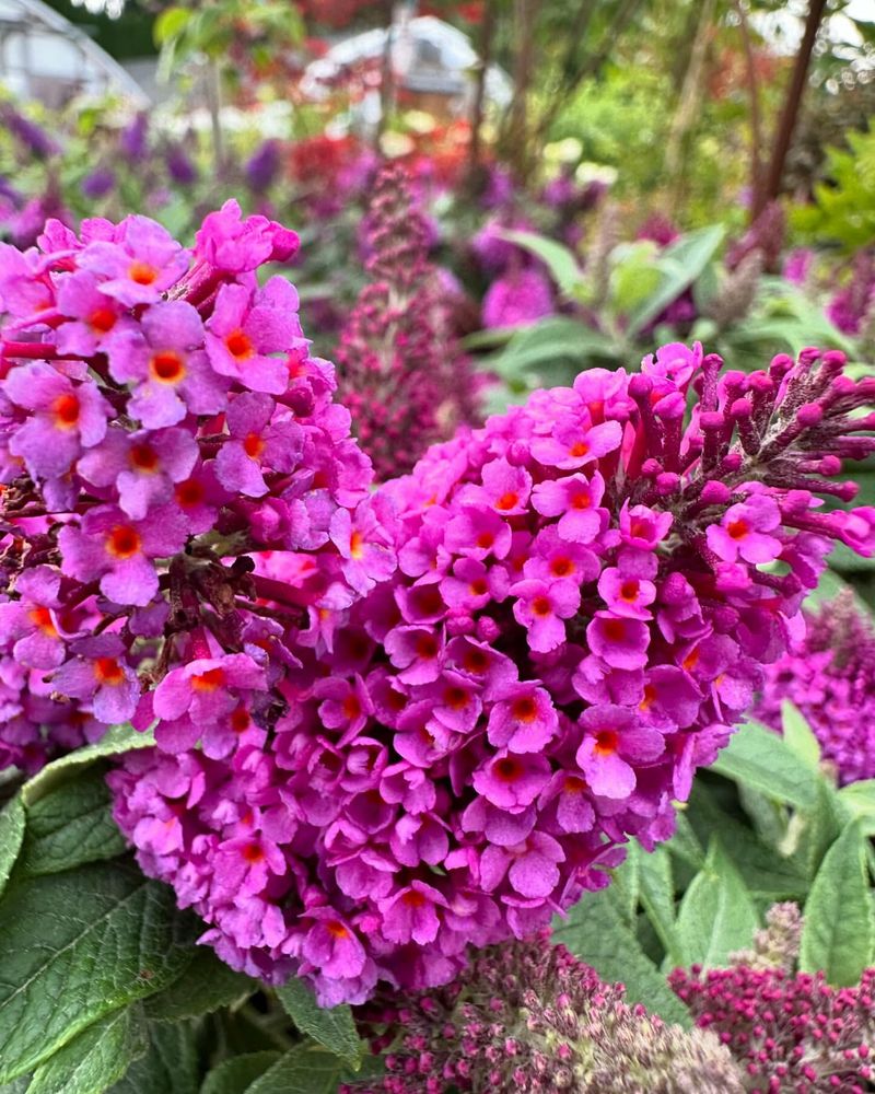 Butterfly Bush