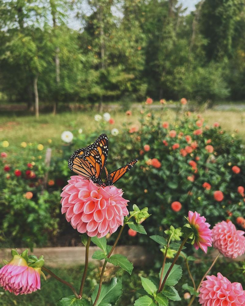 Butterfly Garden Corner