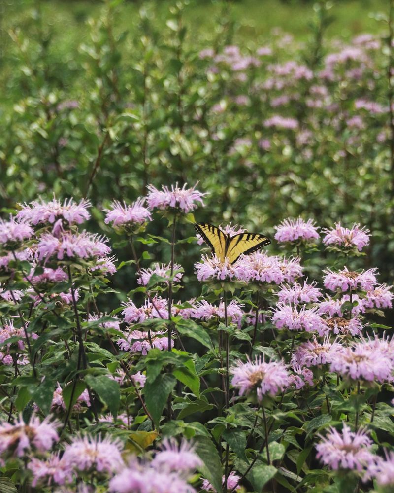 Butterfly Garden Essential