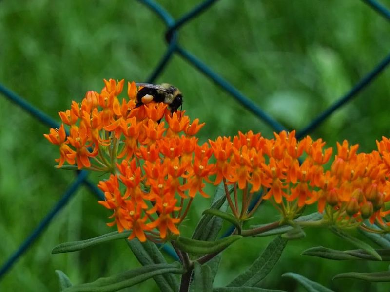 Butterfly Weed