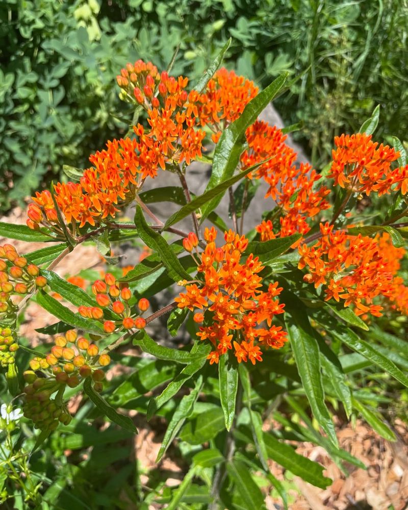 Butterfly Weed