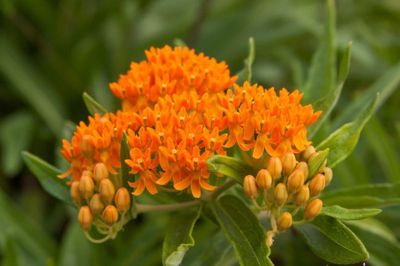 Butterfly Weed