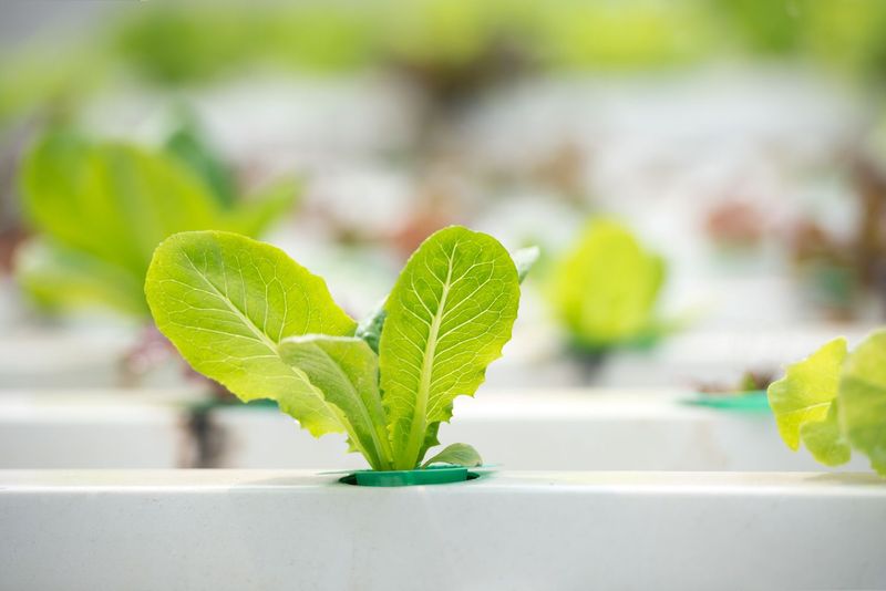 Butterhead Lettuce