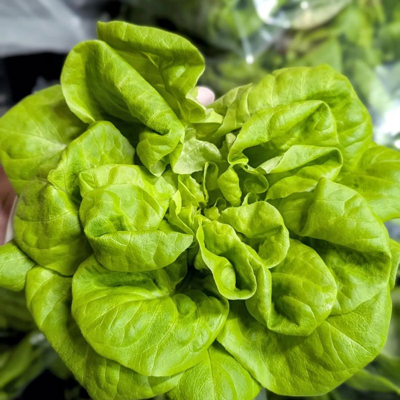 Butterhead Lettuce