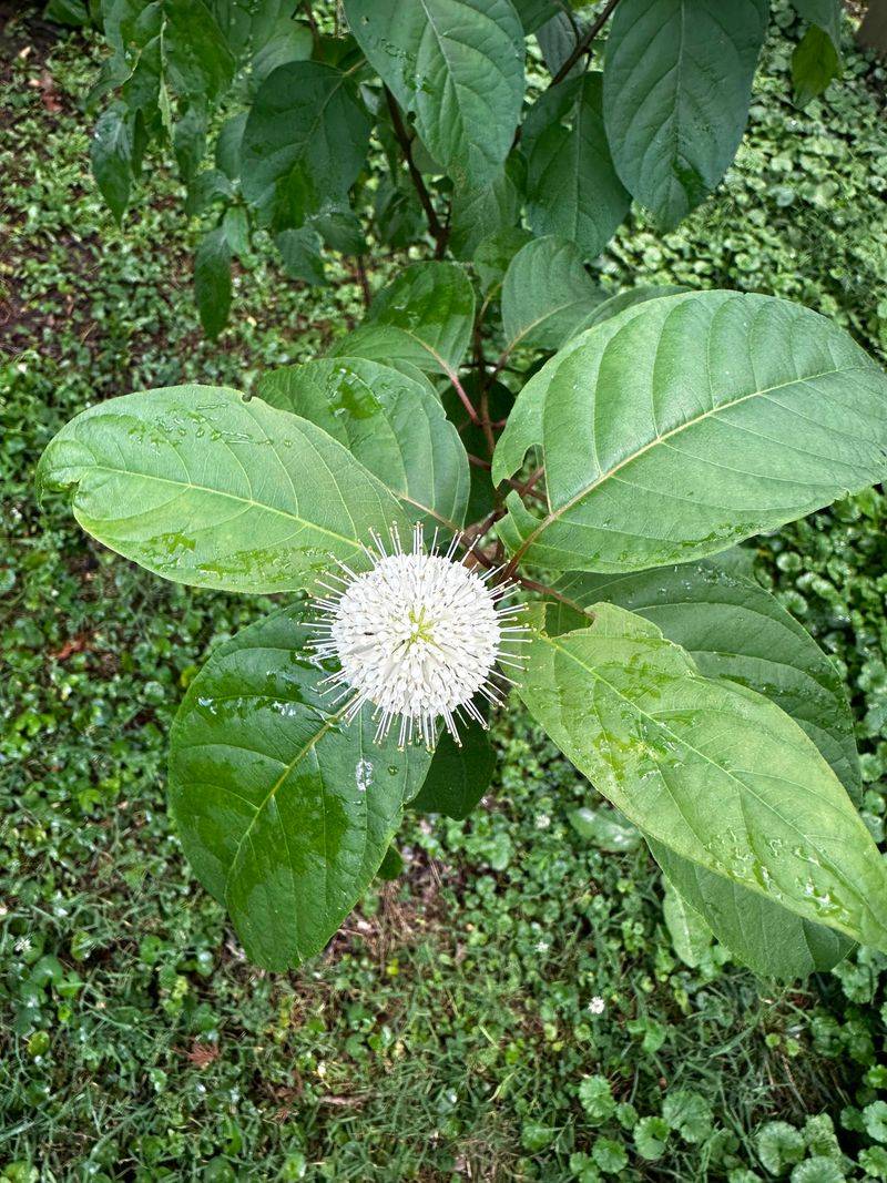 Buttonbush