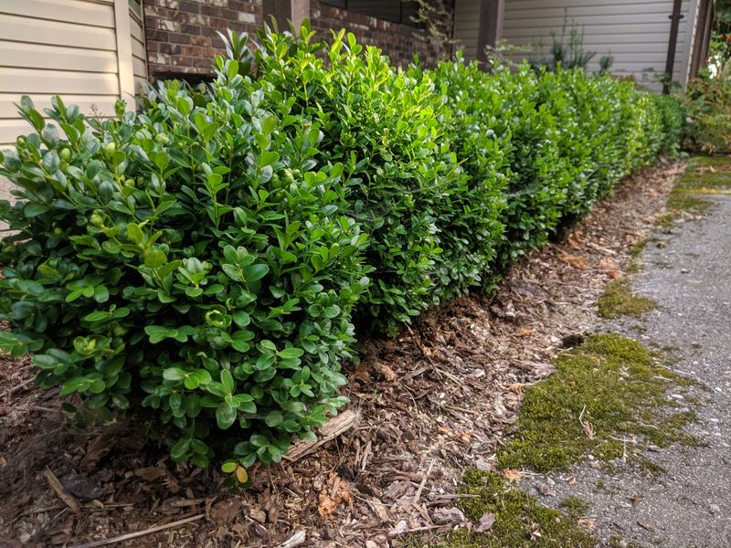 Buxus sempervirens 'Suffruticosa' (English Boxwood)