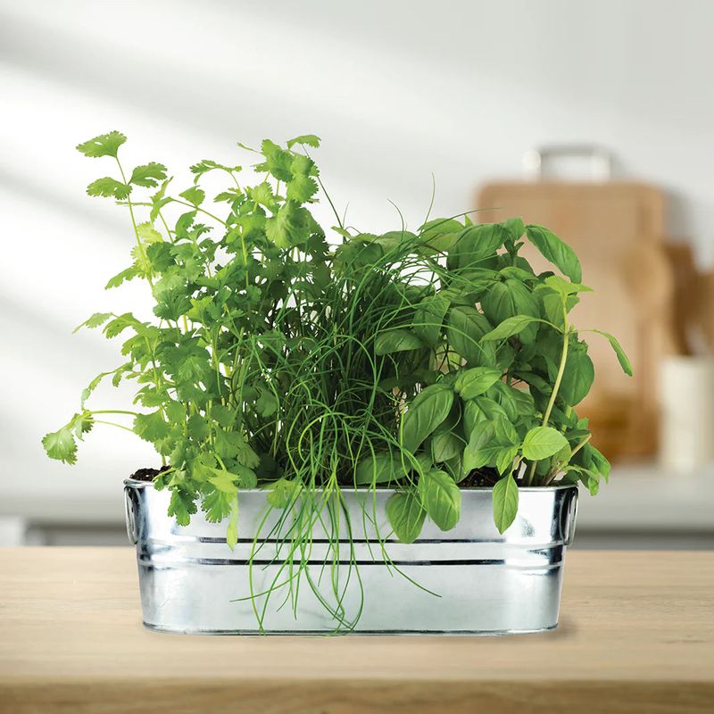 Buzzy Windowsill Grow Kit