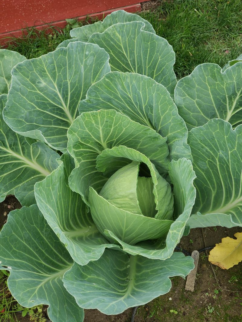 Cabbage