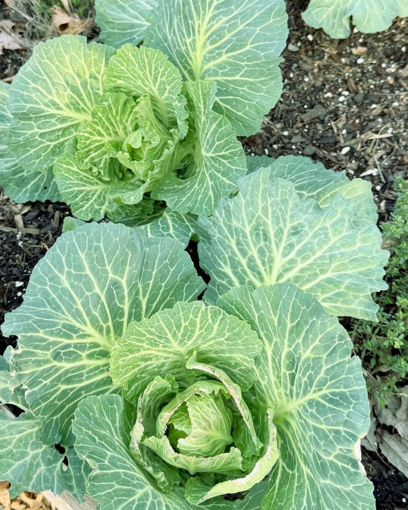 Cabbage