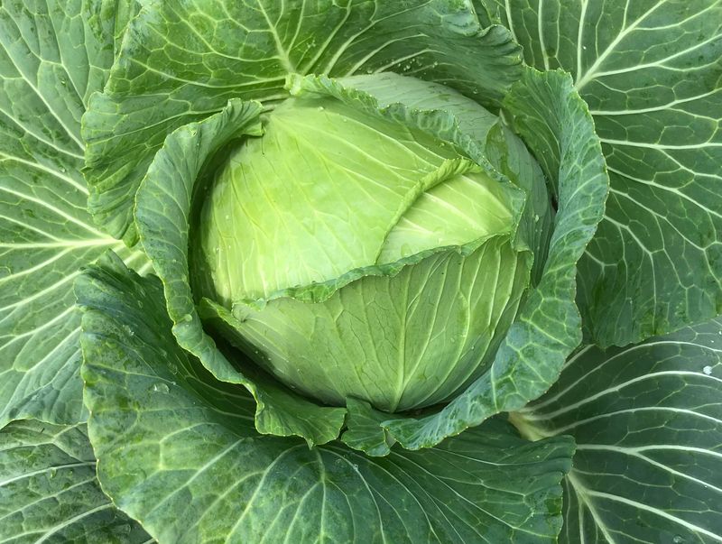 Cabbage