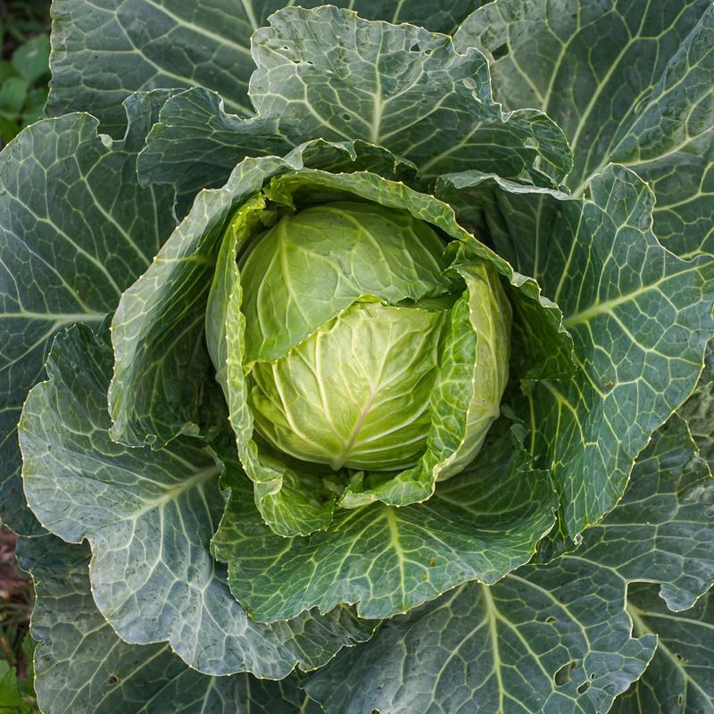 Cabbage