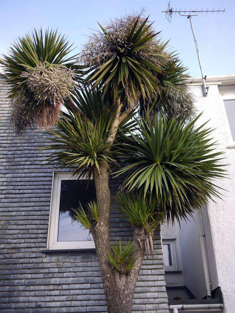 Cabbage Tree