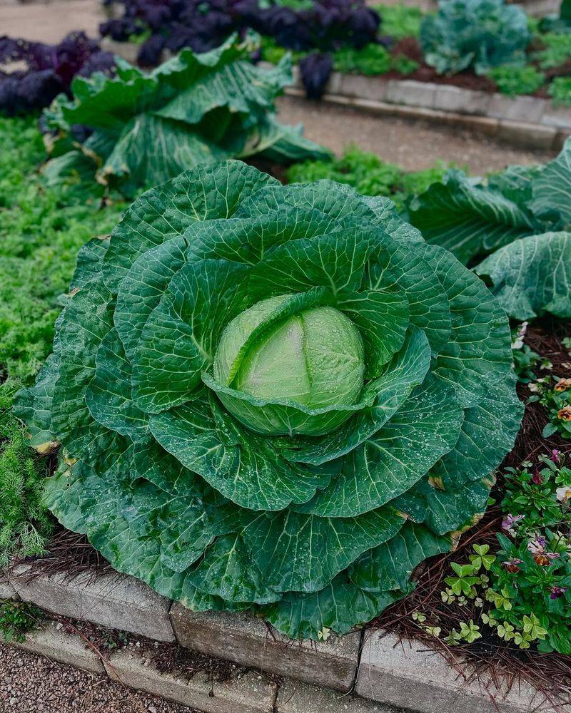 Cabbage & Cauliflower