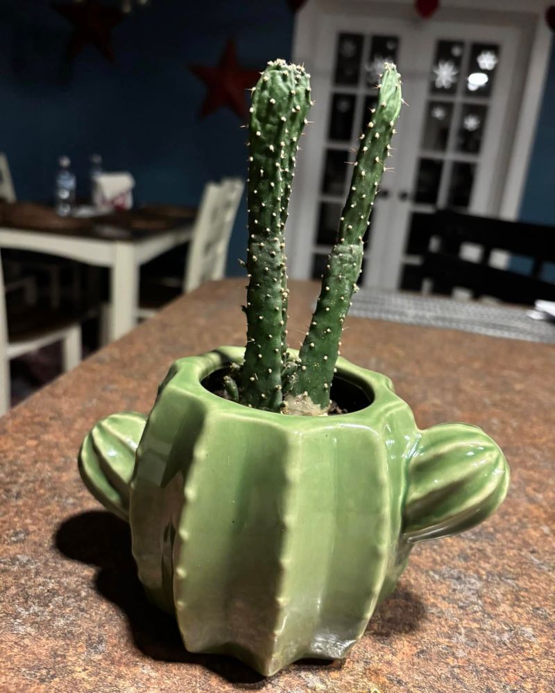 Cactus