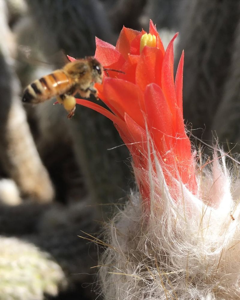 Cactus Bees