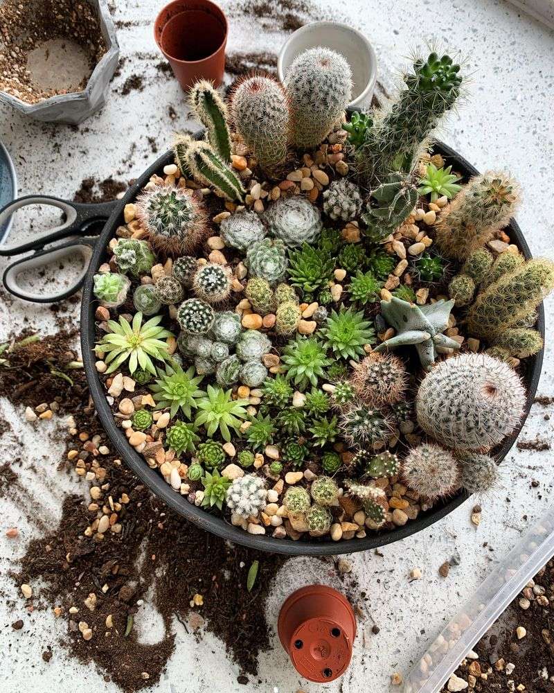 Cactus Dish Garden