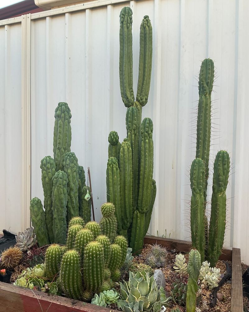 Cactus Haven