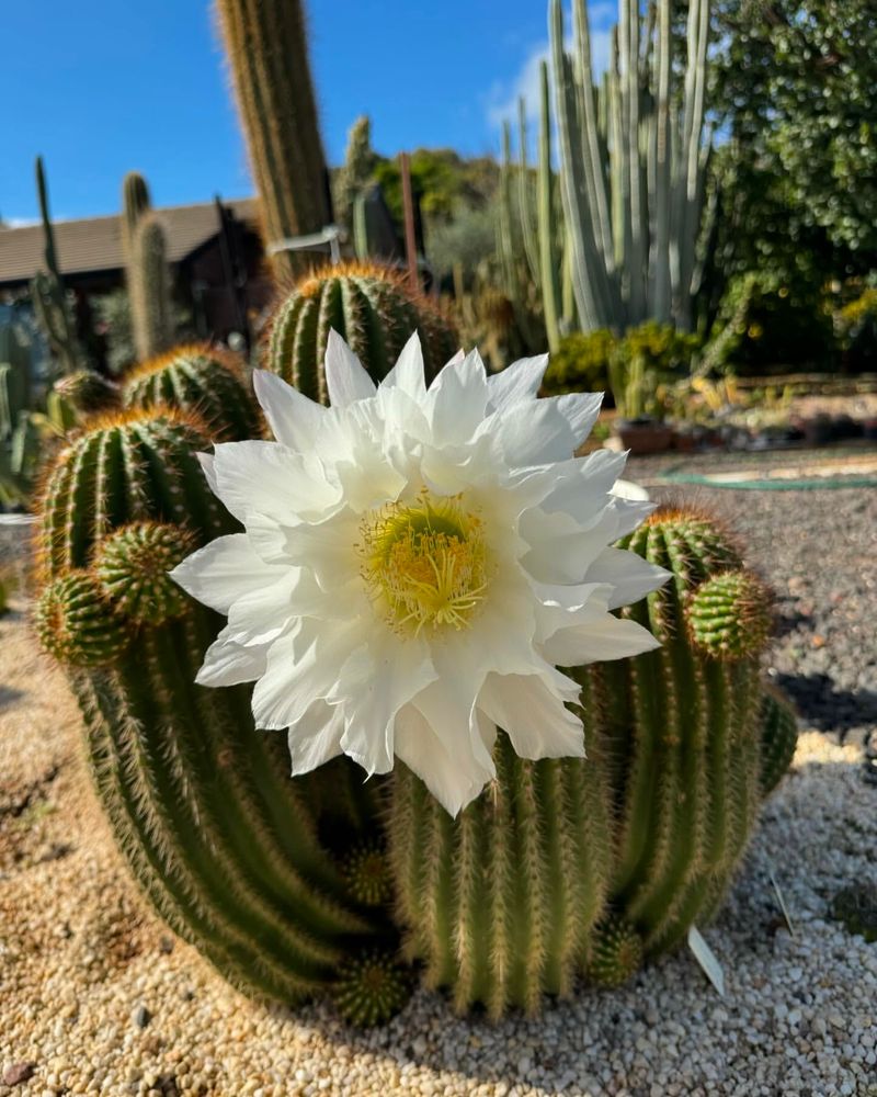 Cactus