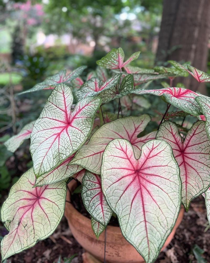 Caladium