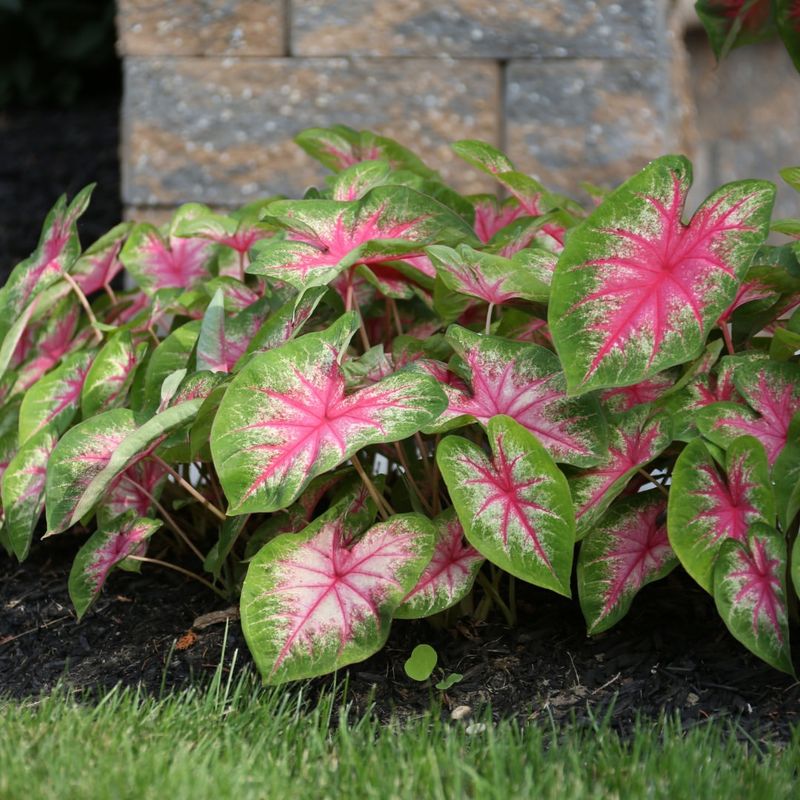 Caladium