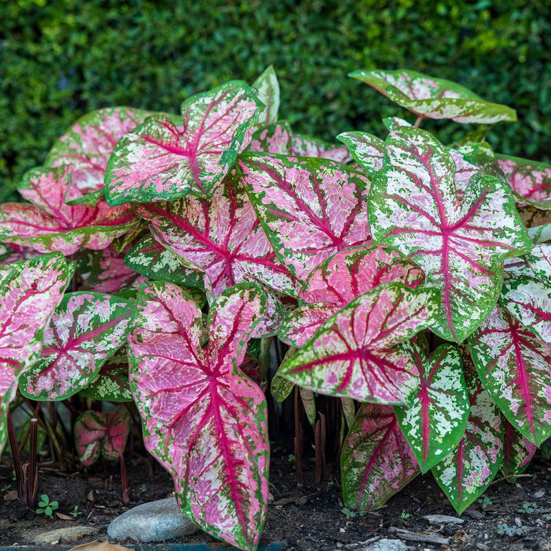 Caladium