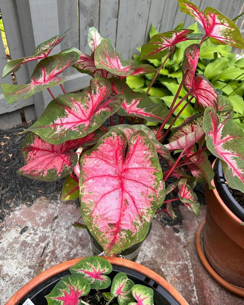 Caladium