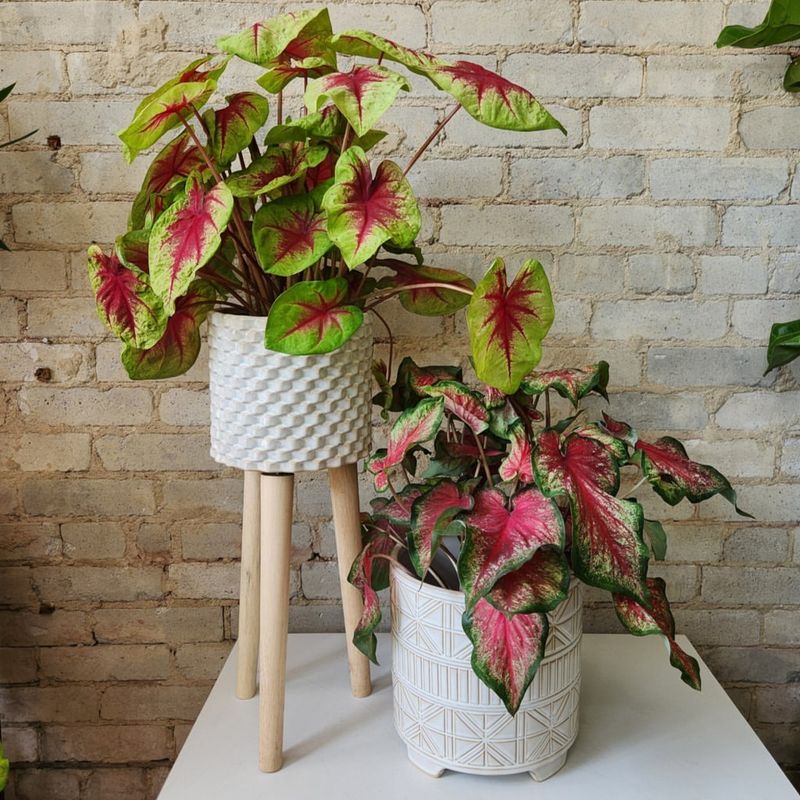 Caladium