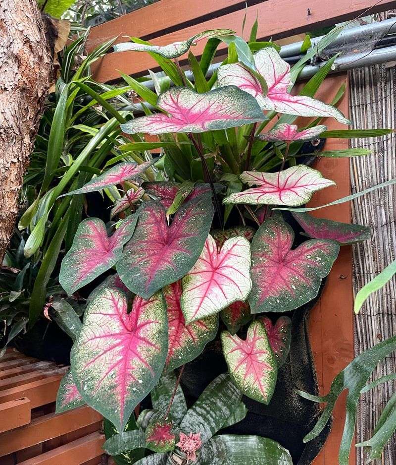 Caladium