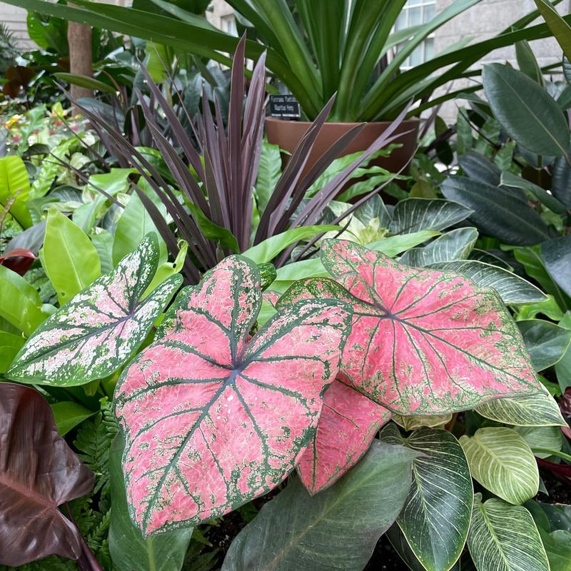 Caladiums