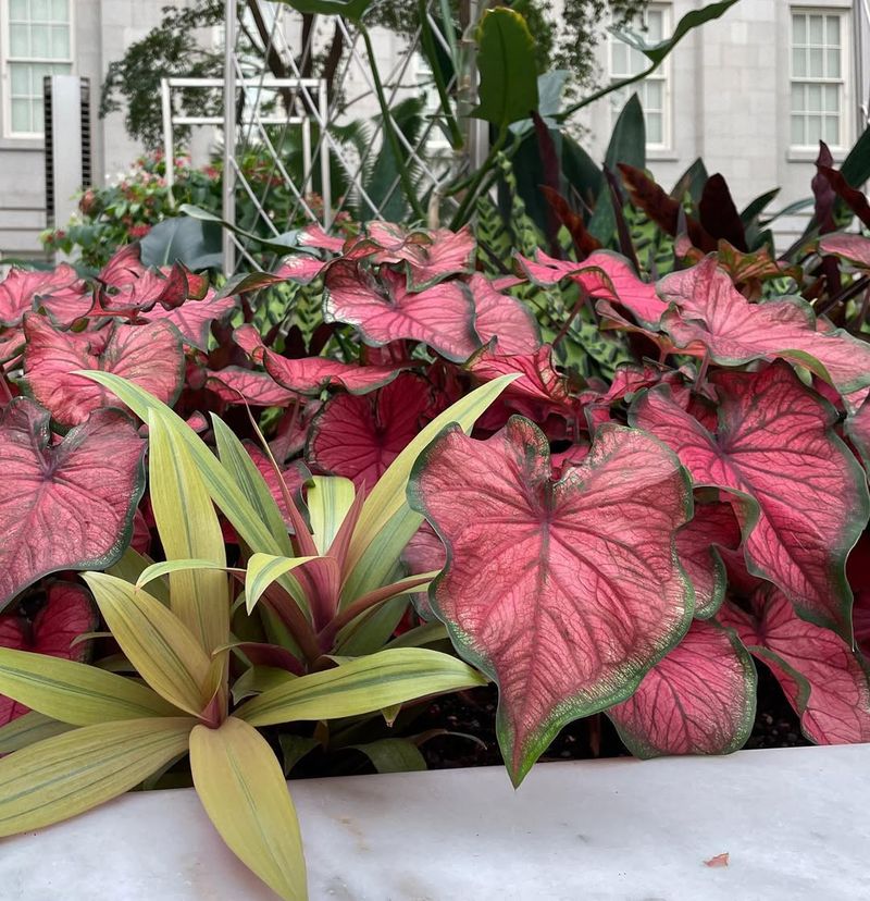 Caladiums