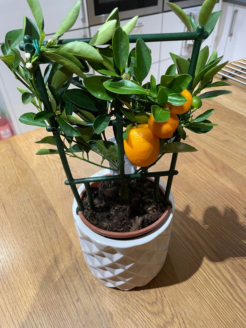 Calamondin Orange Tree