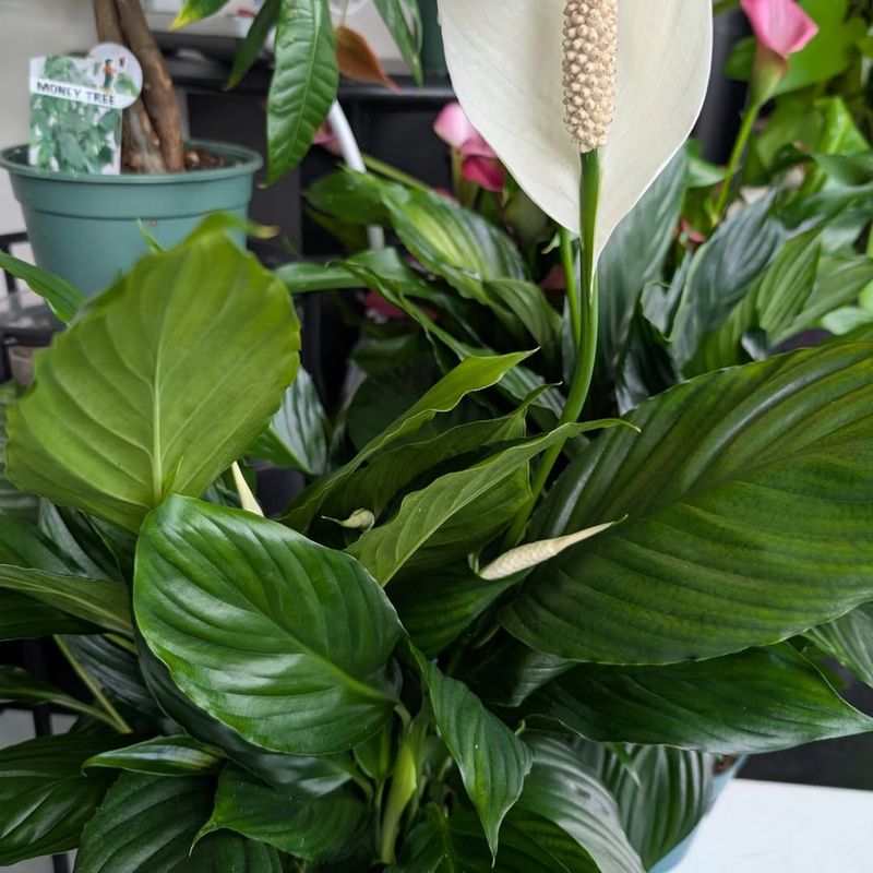 Peace Lily