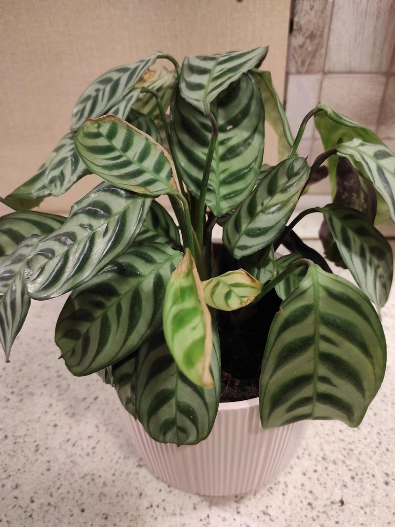 Calathea