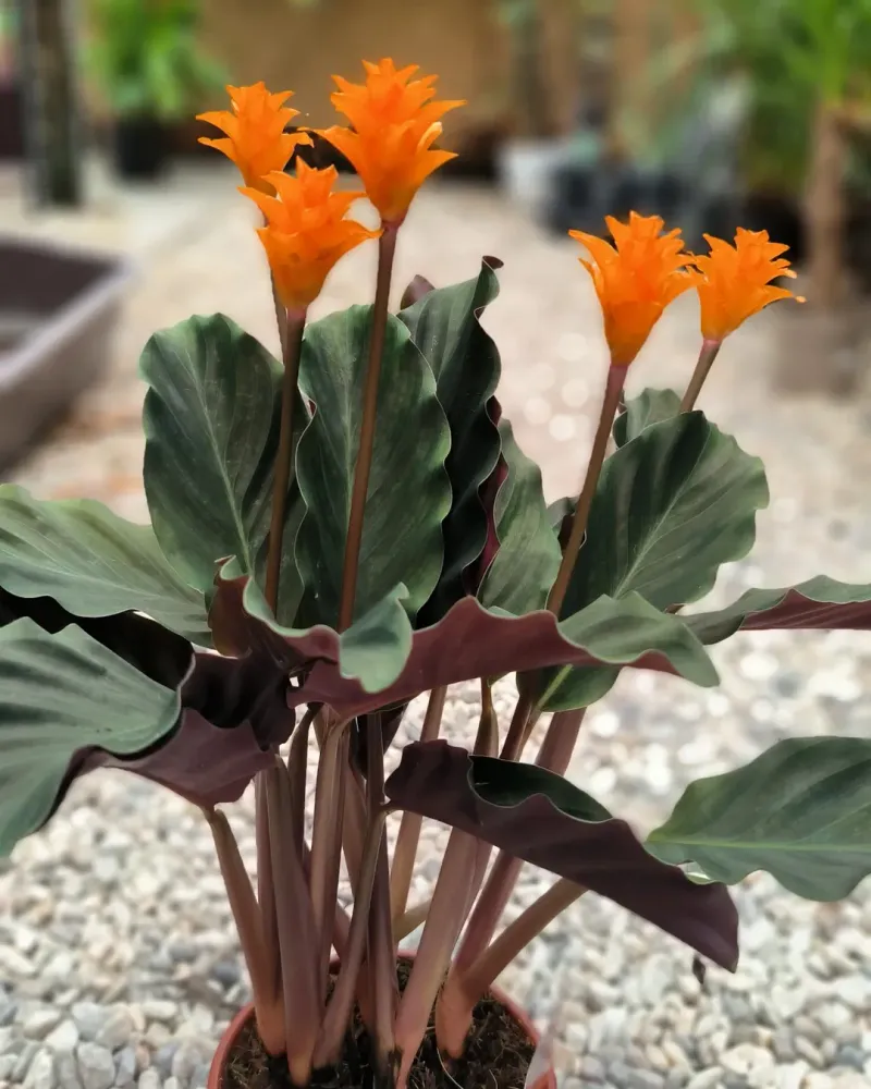 Calathea Crocata