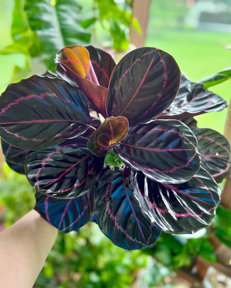 Calathea Dottie