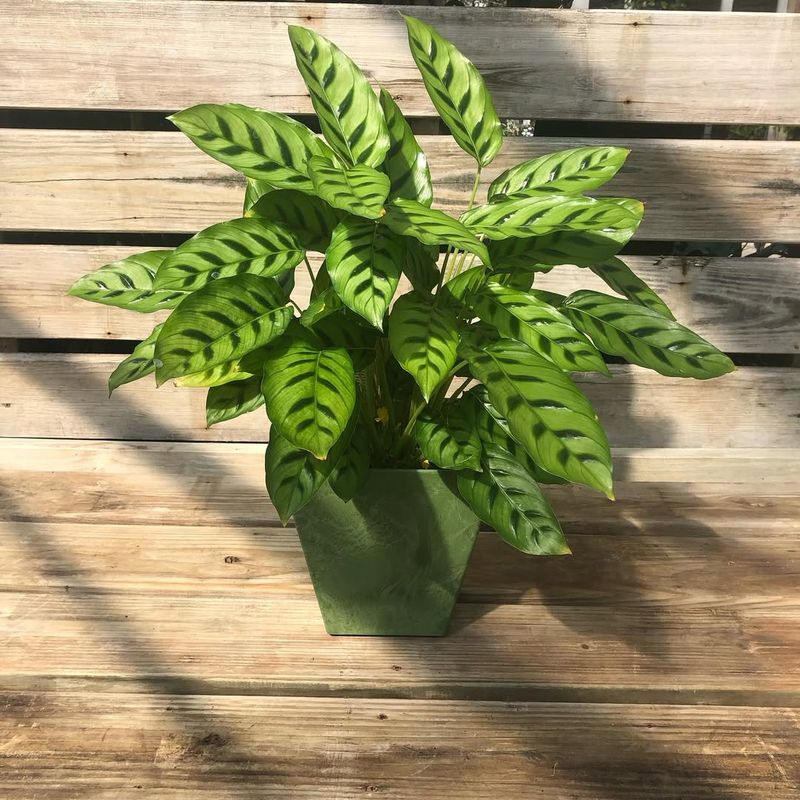 Calathea Leopardina