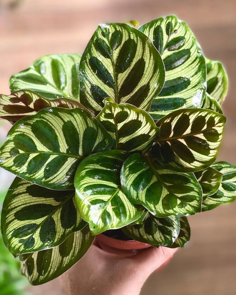 Calathea Makoyana