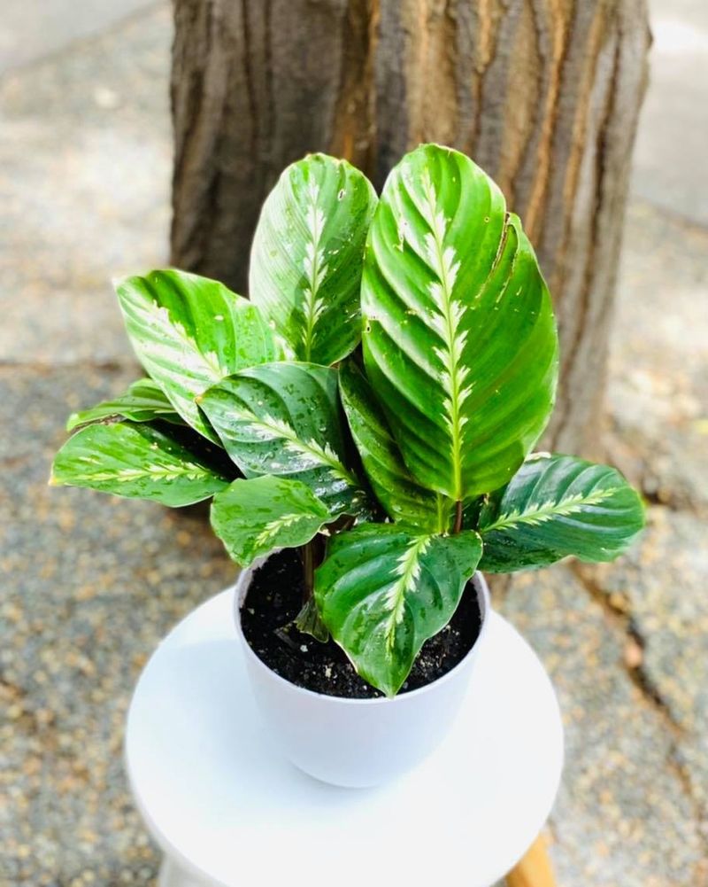 Calathea Maui Queen