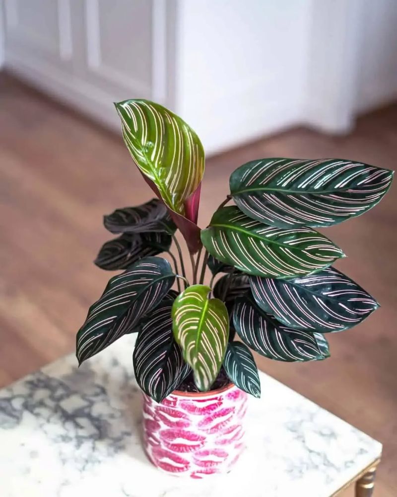 Calathea Medallion