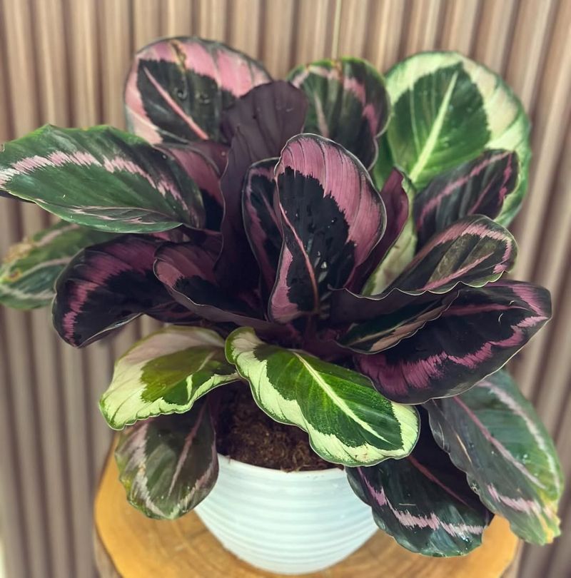 Calathea Roseopicta