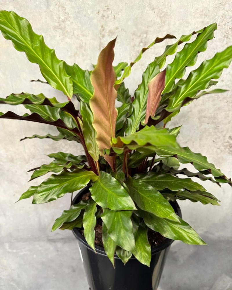 Calathea Rufibarba