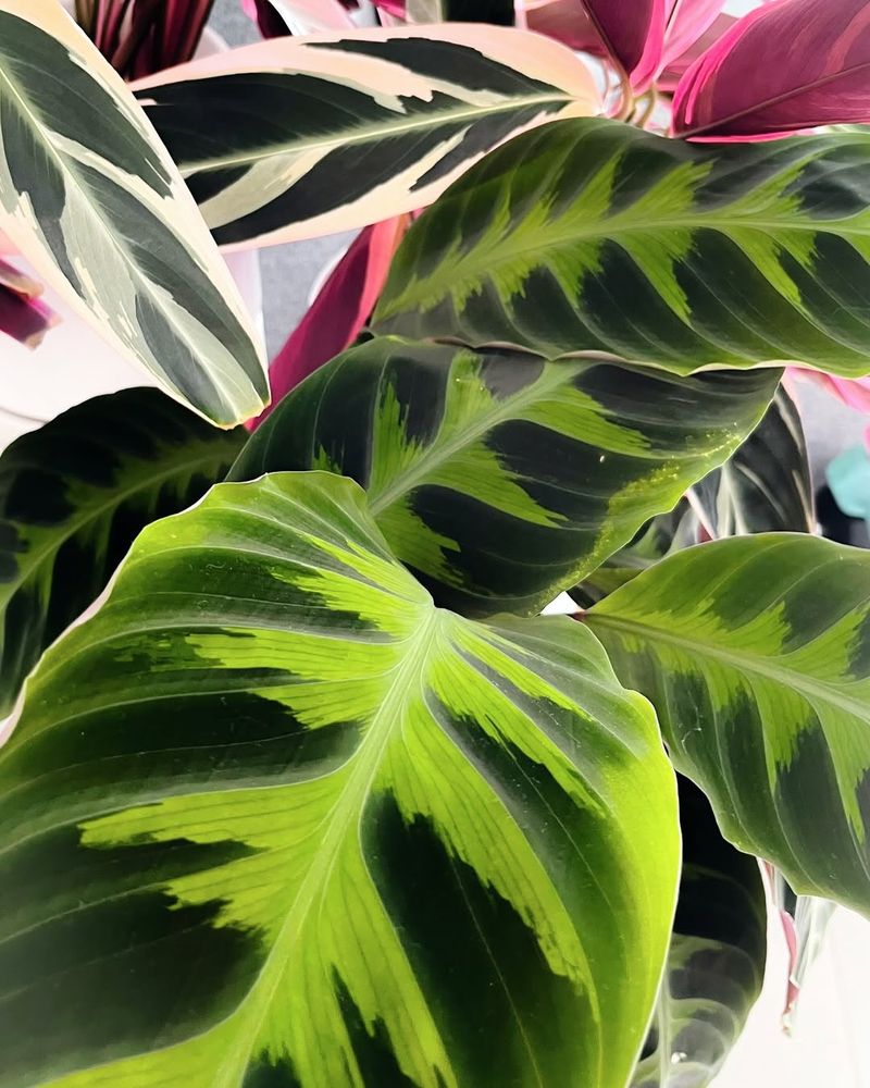 Calathea Warscewiczii